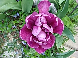 69 Nancy's Garden [2009 May 10]